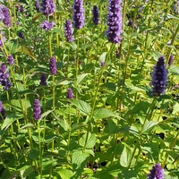 Agastache  'Black Adder'